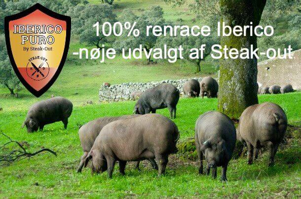 Iberico Puro kød